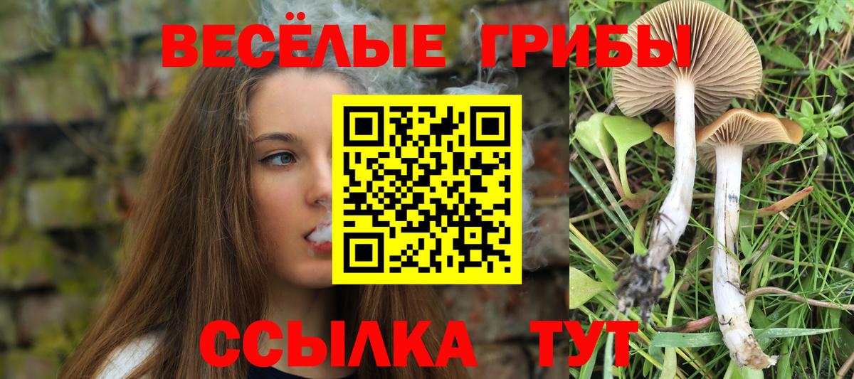 Псилоцибиновые грибы Psilocybine cubensis Красноярск